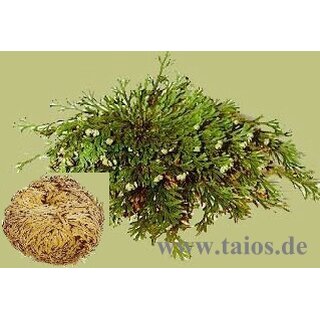 Rose von Jericho Einzeln
