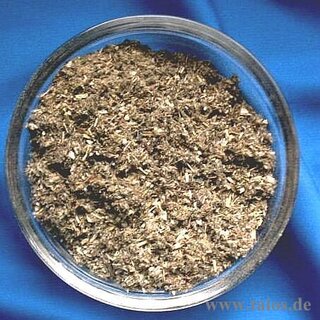 Beifuß (Artemisia vulgaris)
