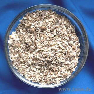 Liebstöckelwurzel (Levisticum officinalis)